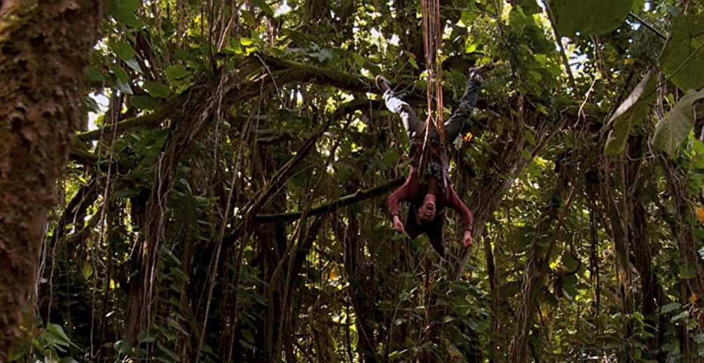 Edwin hanging from a tree